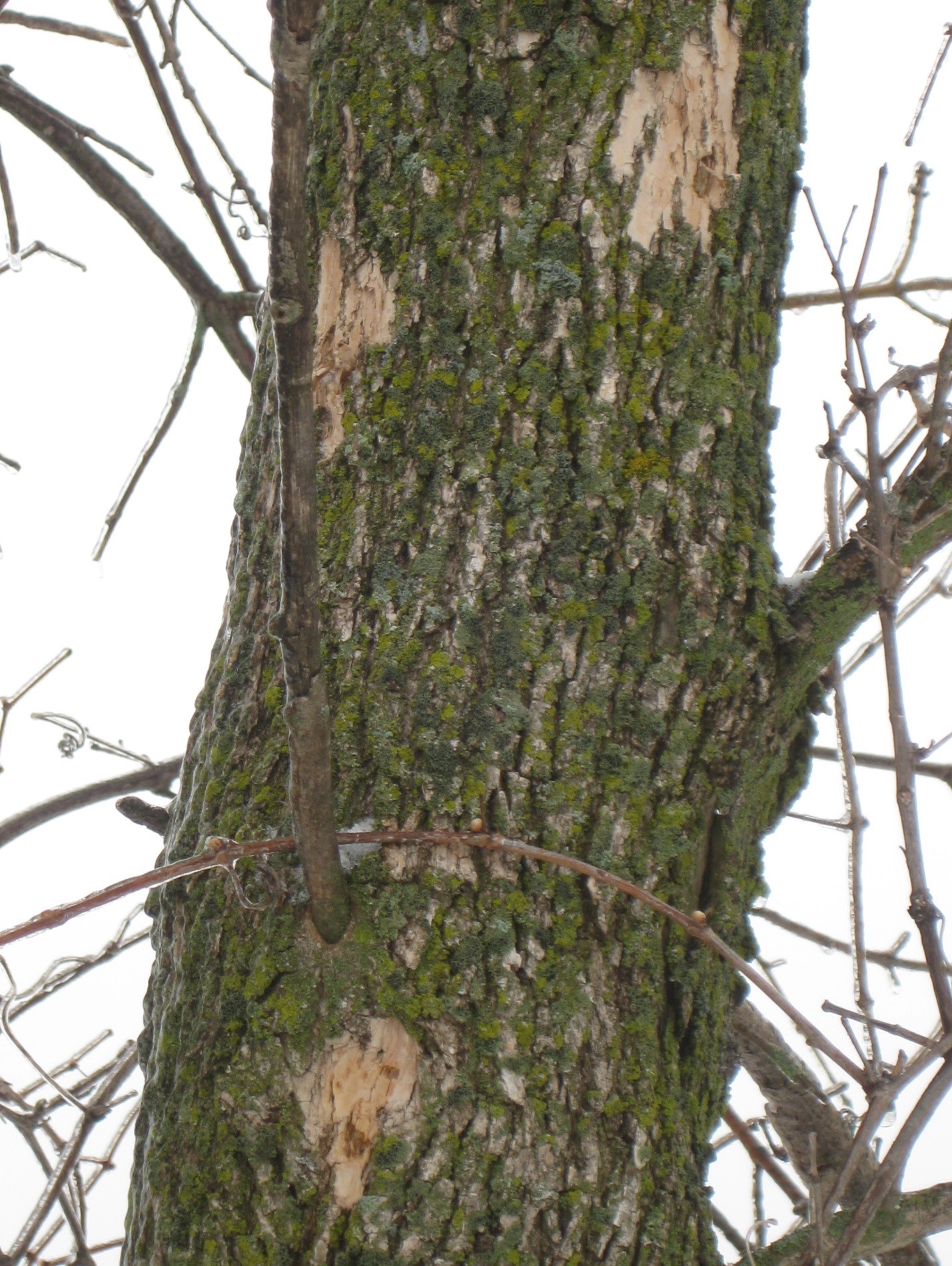 Tree truck